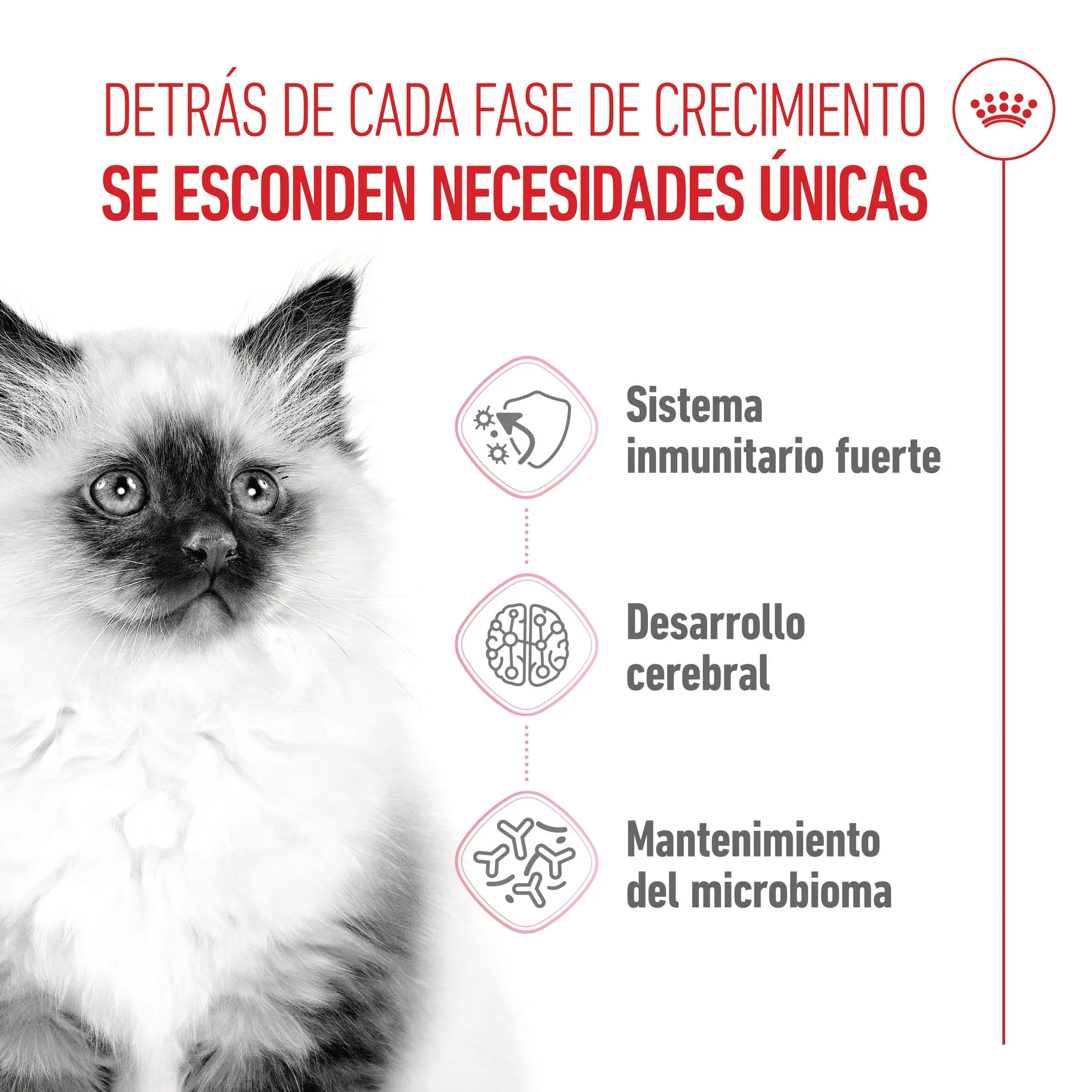 Imagen del producto 8
